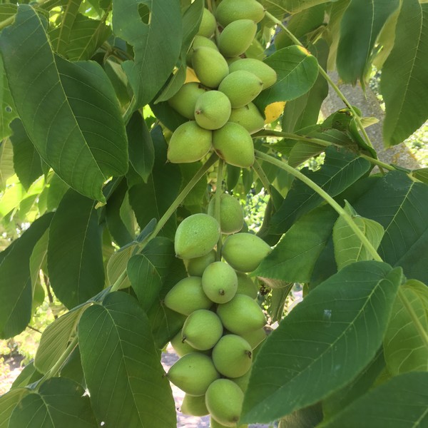 HJERTENØD (Heartnut) Westergaards Planteskole