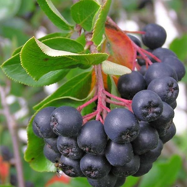 ARONIA Westergaards